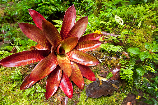 Shimmering vibrant colours and diversity of plant species such as this Neoregelia Epiphyte marks Costa Rica as one of the principal Central America countries with a coastal territory and tropical rainforest that hosts migration from north America and south America to give it unparalleled numbers and variation of birdlife
