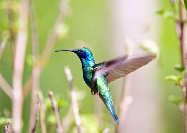 Shimmering vibrant colours and diversity of species such as this Hummingbird, marks Costa Rica as one of the principal Central America countries with a coastal territory and tropical rainforest that hosts migration from north America and south America to give it unparalleled numbers and variation of birdlife