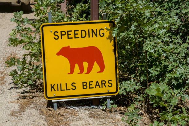 istock Danger sign, Speeding kills Bears 1457457944