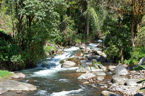 Shimmering vibrant colours and diversity of species marks Costa Rica as one of the principal Central America countries with deep cut rivers , coastal territory and tropical rainforest that hosts migration from north America and south America to give it unparalleled numbers and variation of birdlife