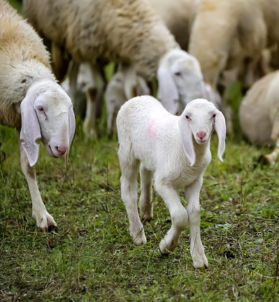 young lamb in the middle of the numerous flock of white sheep grazing