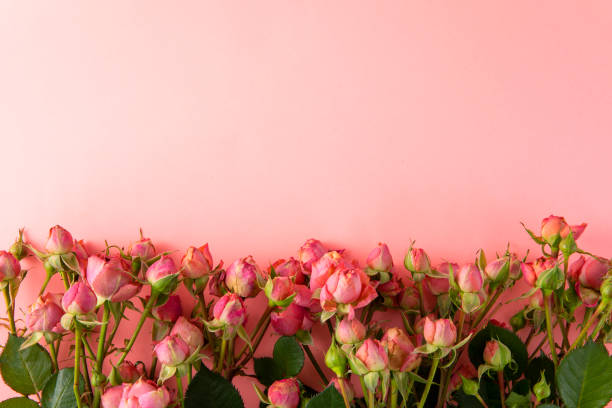 Free Stock Photo of flower Background - Four Roses | Download Free ...