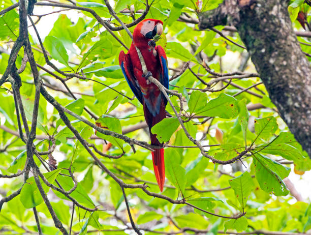 istock Scarlet Macaw feeding, Punta Banco, Costa Rica 1457459845