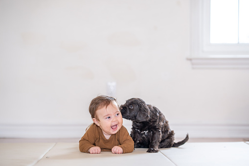 A sweet little baby boy lays on his stomach on the floor beside a black puppy dog.  The baby is dressed casually and is laughing as the dog licks his face.