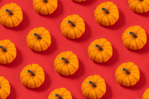Miniature pumpkins in a row on pink background