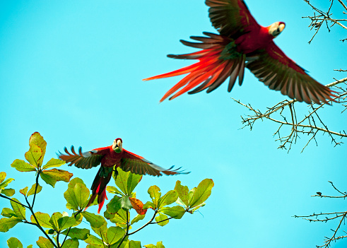 Shimmering vibrant colours and diversity of species such as these Scarlet Macaws that live in dry, moist, and wet tropical lowland forests along the Pacific Coast, marks Costa Rica as one of the principal Central America countries with a coastal territory and tropical rainforest that hosts migration from north America and south America to give it unparalleled numbers and variation of birdlife