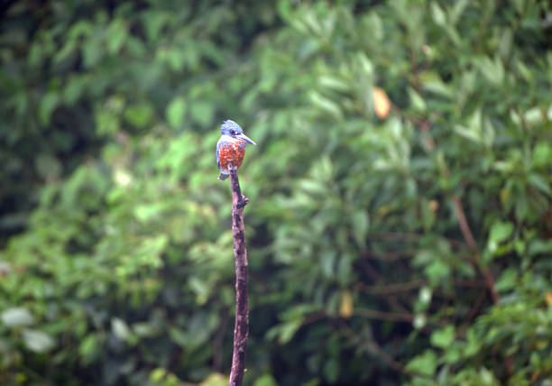 The white-throated kingfisher (Halcyon smyrnensis) also known as the white-breasted kingfisher is a tree kingfisher, widely distributed in Asia.