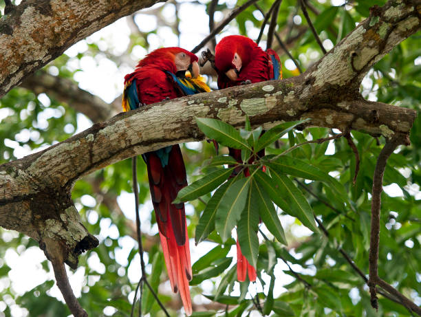 istock Scarlet Macaw pair, Punta Banco, Costa Rica 1457462396