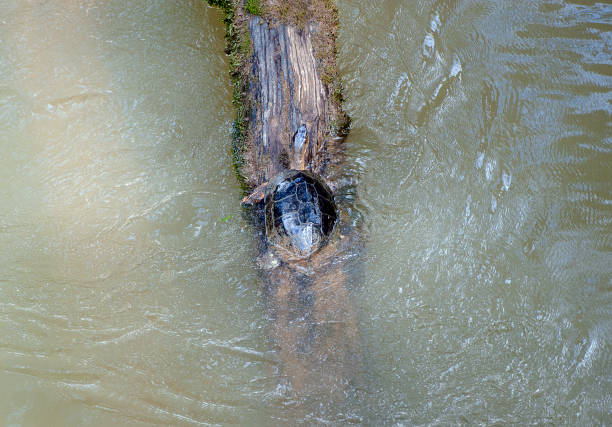 Shimmering vibrant colours and diversity of species such as this River Turtle, marks Costa Rica as one of the principal Central America countries with a coastal territory and tropical rainforest that hosts migration from north America and south America to give it unparalleled numbers and variation of birdlife