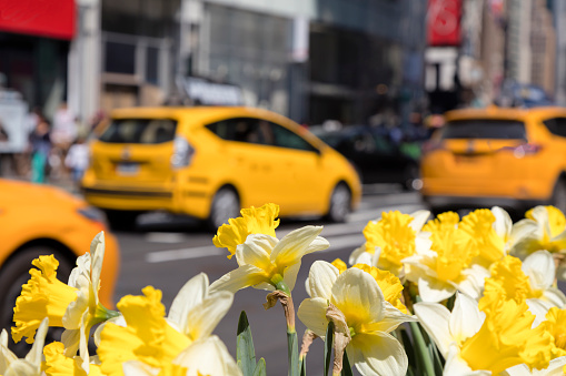 Manhattan, New York, USA - March, 2024.  View of Manhattan street off Fifth Avenue in New York with yellow cabs.