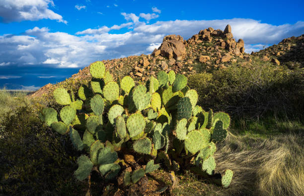 istock Prickly pear cactus shines bright in early evening light 1457463755
