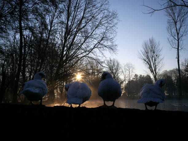 various geese wandering around in the snow