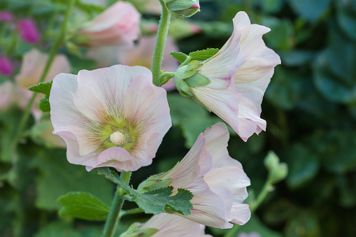 Flowers of alcea with light purple petals on a stem on a blurred background, close-up in selective focus