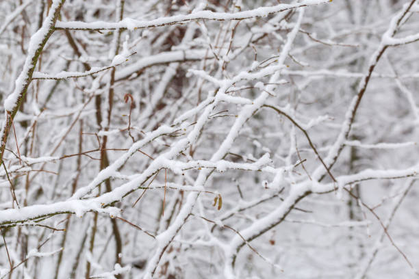 istock Shrubs covered with fresh snow in forest after snowfall 1457465335