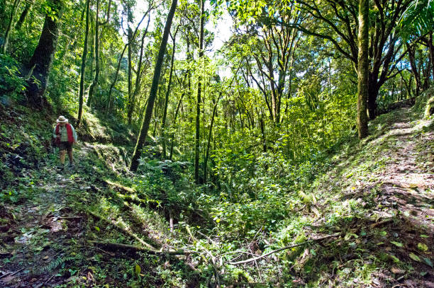 istock Valley in tropical rainforest, San Gerardo de Dota, Costa Rica 1457467027