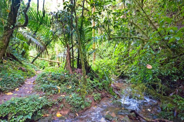 istock Tropical rainforest water course, San Gerardo de Dota, Costa Rica 1457467205
