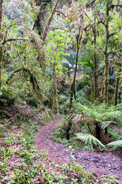 istock Tropical rainforest track, San Gerardo de Dota, Costa Rica 1457468621