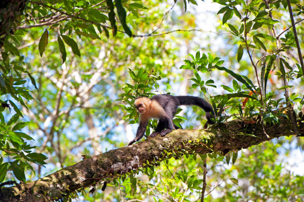 Shimmering vibrant colours and diversity of species such as this Capuchin Monkey, marks Costa Rica as one of the principal Central America countries with a coastal territory and tropical rainforest that hosts migration from north America and south America to give it unparalleled numbers and variation of birdlife