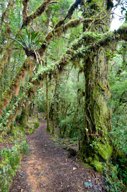 istock Tropical Rainforest trail, San Gerardo de Dota, Costa Rica 1457470057