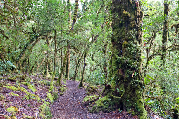istock Tropical rainforest trail path, San Gerardo de Dota, Costa Rica 1457470256