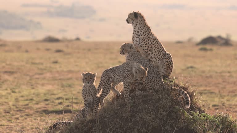 Cheetah in Africa