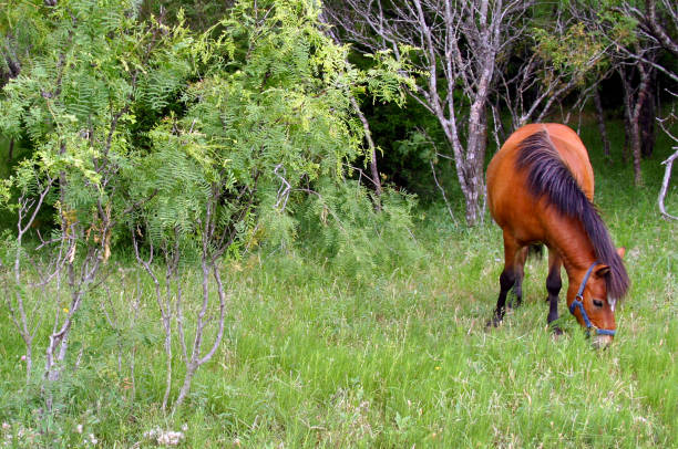 istock Brown (sorrel, chestnut) Pony eating grazing on grass in a pasture. 1457471206