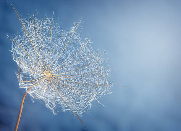 istock Seed of a large dandelion on a blue background close-up 1457471767