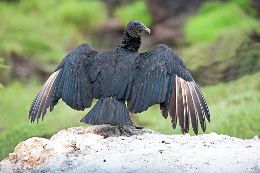 Shimmering vibrant colours and diversity of species such as this Black Vulture, marks Costa Rica as one of the principal Central America countries with a coastal territory and tropical rainforest that hosts migration from north America and south America to give it unparalleled numbers and variation of birdlife