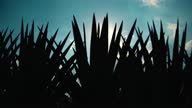 istock Against light of blue agave plants 1 1457474597