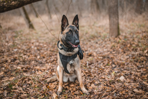 Portrait of a beautiful Belgian shepherd dog, guard dog, who is in the forest, ready for rescue action