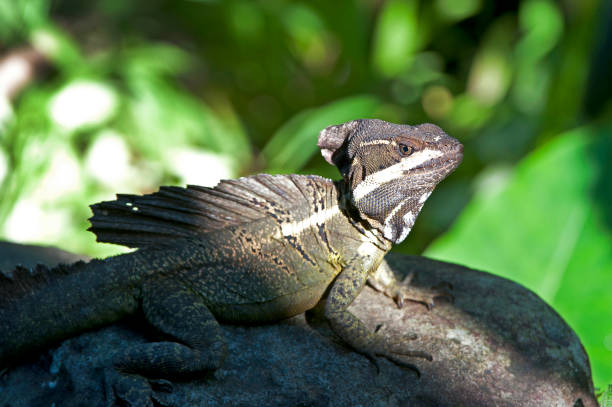 Shimmering vibrant colours and diversity of species such as this Basilisk Lizard, marks Costa Rica as one of the principal Central America countries with a coastal territory and tropical rainforest that hosts migration from north America and south America to give it unparalleled numbers and variation of birdlife
