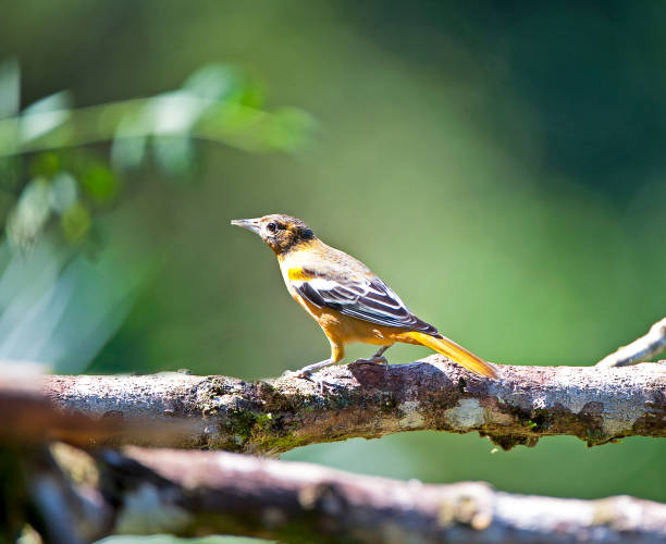 istock Baltimore Oriole female close-up on branch, Savegre River, Costa Rica 1457475270