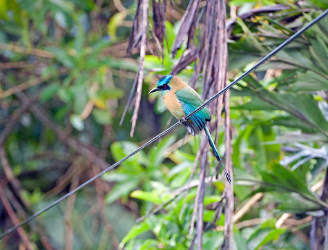 Shimmering vibrant colours and diversity of species such as this  , marks Costa Rica as one of the principal Central America countries with a coastal territory and tropical rainforest that hosts migration from north America and south America to give it unparalleled numbers and variation of birdlife