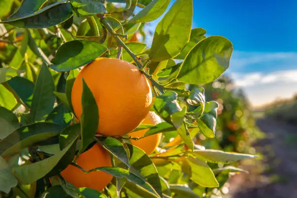 Close-up of a backlit orange in an orange grove. Orchard of Valencia.