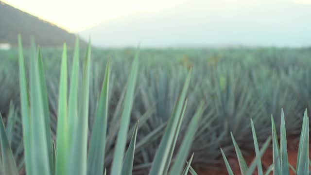 Fixed plan of agave tips in a plantation