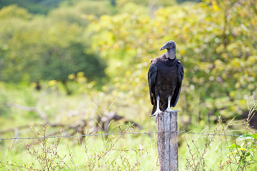 Shimmering vibrant colours and diversity of species such as this Black Vulture , marks Costa Rica as one of the principal Central America countries with a coastal territory and tropical rainforest that hosts migration from north America and south America to give it unparalleled numbers and variation of birdlife