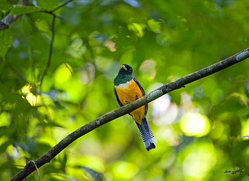 Shimmering vibrant colours and diversity of species such as this Trogon, marks Costa Rica as one of the principal Central America countries with a coastal territory and tropical rainforest that hosts migration from north America and south America to give it unparalleled numbers and variation of birdlife
