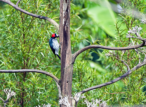 Shimmering vibrant colours and diversity of species such as this woodpecker, marks Costa Rica as one of the principal Central America countries with a coastal territory and tropical rainforest that hosts migration from north America and south America to give it unparalleled numbers and variation of birdlife