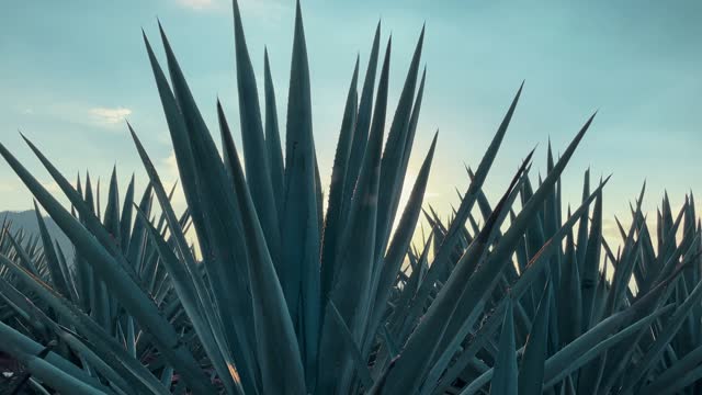 Blue agave textures with the sun in the background