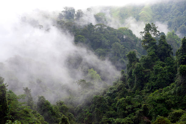 Mist in the valley of this Cloud Forest landscape at Santa Juana Reserve, Costa Rica stock photo