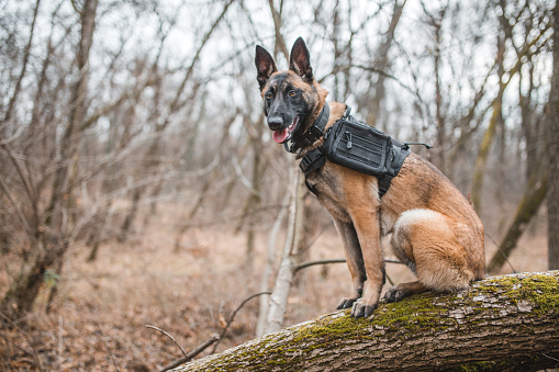 Portrait of a beautiful Belgian shepherd dog, guard dog, who is in the forest, ready for rescue action