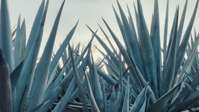 Textures of blue agave with the sun passing through its branches