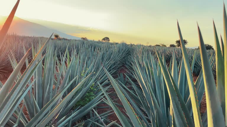 Blue agave textures in the sunset with motion 2