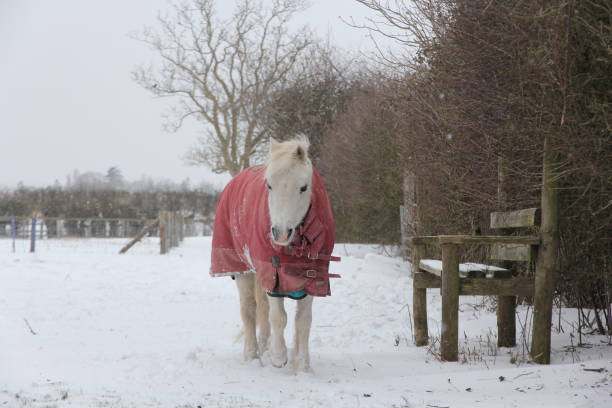 istock Pony wearing coat in snow 1457482702