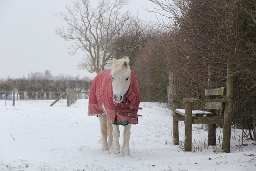 Small white pony standing next to hedge in field wearing red coat in cold winter snow