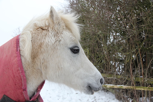 Close up side profile of small white pony wearing red coat in cold winter snow