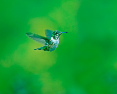 Bumblebee hummingbird in flight, San Gerardo de Dota, Costa Rica