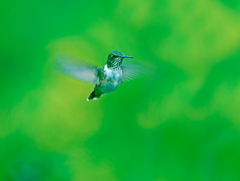 Bumblebee hummingbird hovering, San Gerardo de Dota, Costa Rica