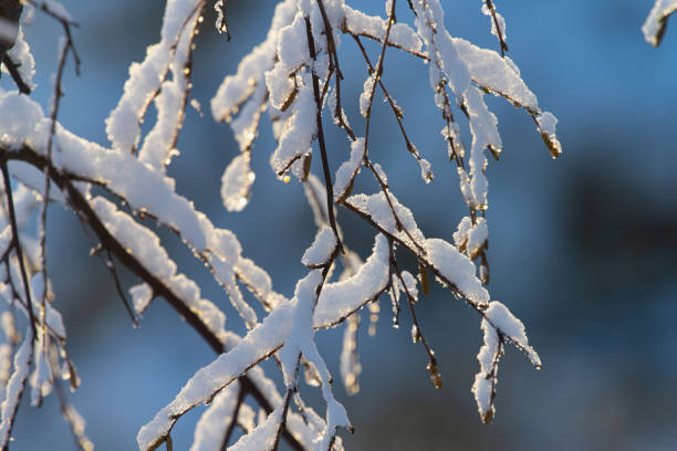 Heavy snow on trees in a forest.
