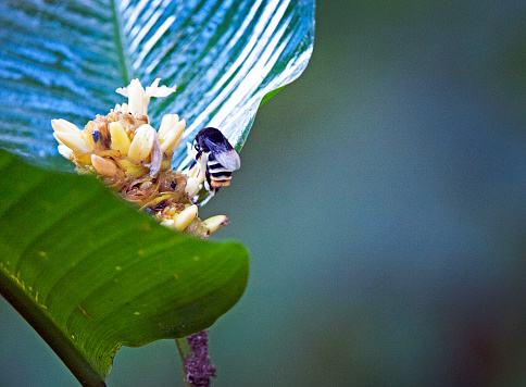 Heavy Bumblebee with laden pollen sacks pollinates wildflower, Torrialba, Costa Rica